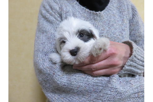 成約済の愛知県のシーリハムテリア-63578の4枚目