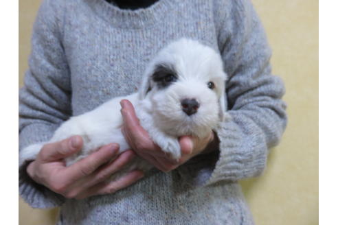 成約済の愛知県のシーリハムテリア-63577の2枚目