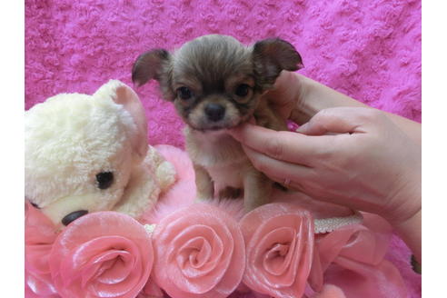 成約済の京都府のチワワ(ロングコート)-62058の7枚目