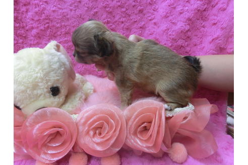 成約済の京都府のチワワ(ロングコート)-62058の6枚目