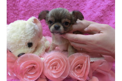 成約済の京都府のチワワ(ロングコート)-62058の5枚目