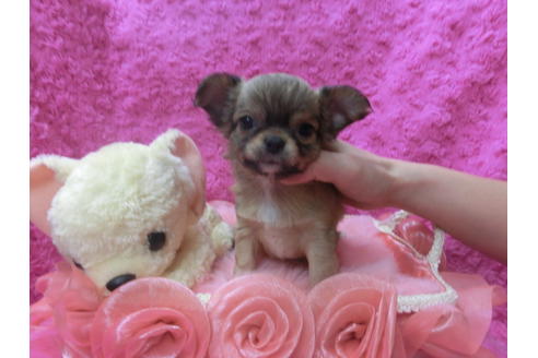 成約済の京都府のチワワ(ロングコート)-62058の4枚目