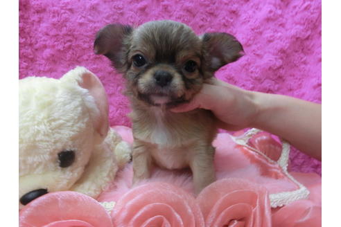 成約済の京都府のチワワ(ロングコート)-62058の3枚目