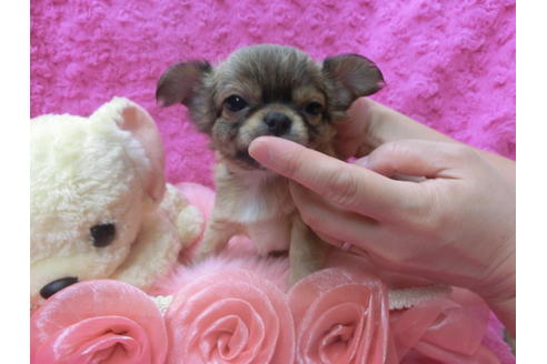 成約済の京都府のチワワ(ロングコート)-62058の2枚目