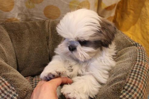 成約済の愛知県のシーズー-59823の8枚目