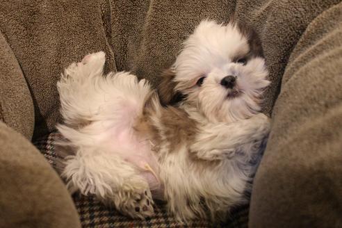 成約済の愛知県のシーズー-59823の7枚目