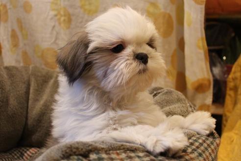 成約済の愛知県のシーズー-59823の1枚目