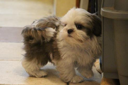 成約済の愛知県のシーズー-59823の6枚目