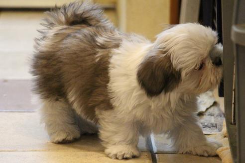 成約済の愛知県のシーズー-59823の5枚目