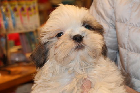 成約済の愛知県のシーズー-59823の4枚目