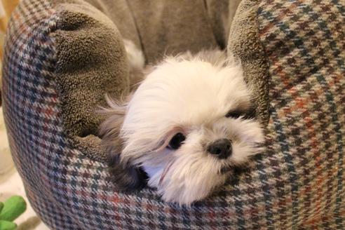 成約済の愛知県のシーズー-59823の3枚目