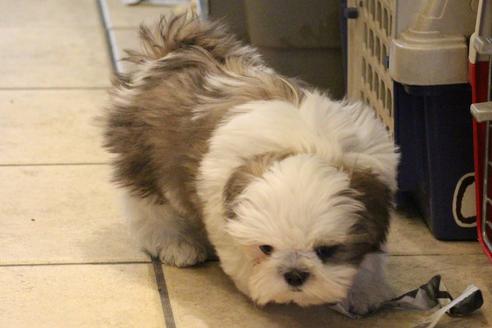 成約済の愛知県のシーズー-59823の2枚目