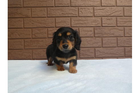 成約済の埼玉県のミニチュアダックスフンド(ロングヘアード)-64490の2枚目