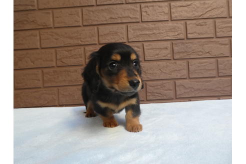 成約済の埼玉県のミニチュアダックスフンド(ロングヘアード)-64490の1枚目