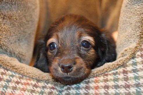成約済の愛知県のカニンヘンダックスフンド(ロングヘアード)-62632の15枚目
