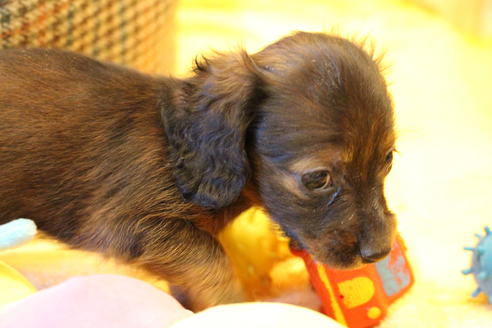 成約済の愛知県のカニンヘンダックスフンド(ロングヘアード)-62632の1枚目