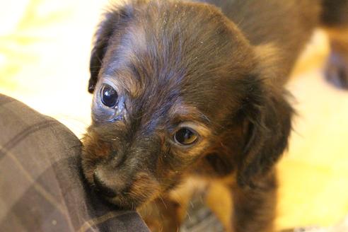 成約済の愛知県のカニンヘンダックスフンド(ロングヘアード)-62632の12枚目