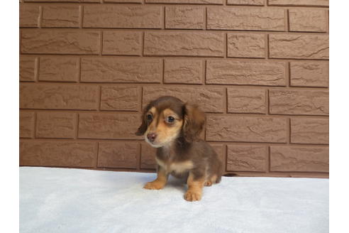 成約済の埼玉県のミニチュアダックスフンド(ロングヘアード)-61916の5枚目