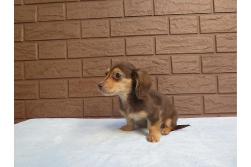 成約済の埼玉県のミニチュアダックスフンド(ロングヘアード)-61916の4枚目