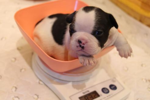 成約済の愛知県のフレンチブルドッグ-63622の23枚目