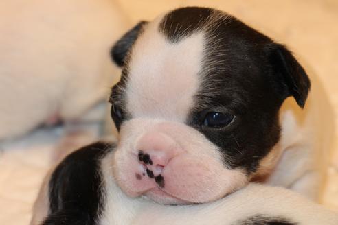 成約済の愛知県のフレンチブルドッグ-63622の22枚目