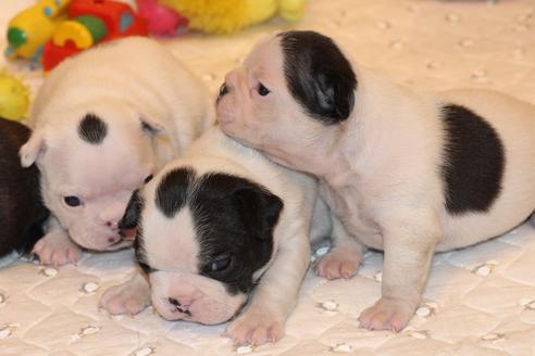 成約済の愛知県のフレンチブルドッグ-63622の21枚目