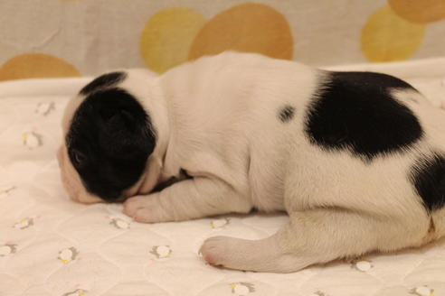 成約済の愛知県のフレンチブルドッグ-63622の20枚目