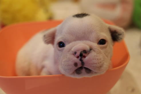 成約済の愛知県のフレンチブルドッグ-63623の24枚目