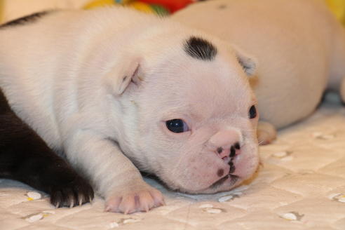 成約済の愛知県のフレンチブルドッグ-63623の23枚目