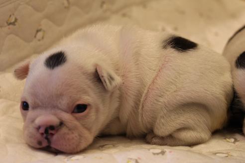 成約済の愛知県のフレンチブルドッグ-63623の22枚目