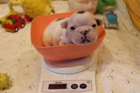 成約済の愛知県のフレンチブルドッグ-63623の21枚目