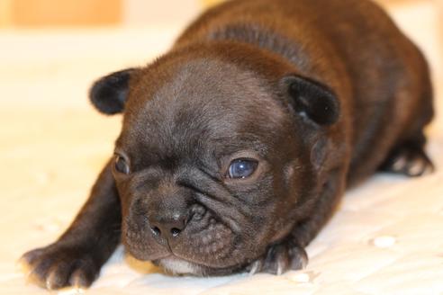 成約済の愛知県のフレンチブルドッグ-63621の22枚目