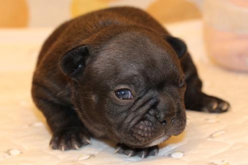 成約済の愛知県のフレンチブルドッグ-63621の21枚目