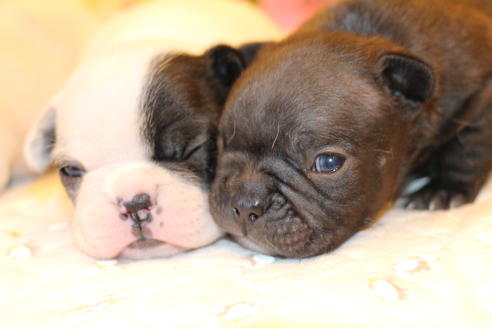 成約済の愛知県のフレンチブルドッグ-63621の20枚目