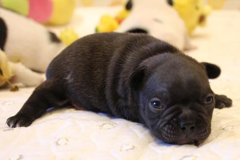 成約済の愛知県のフレンチブルドッグ-63621の19枚目