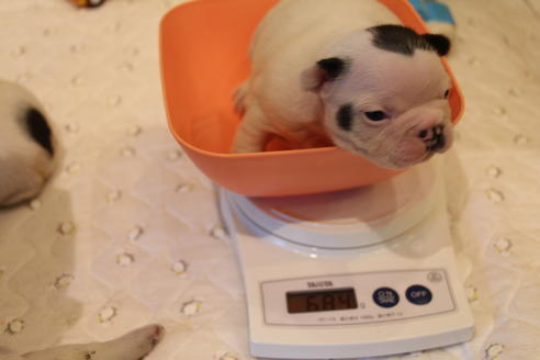 成約済の愛知県のフレンチブルドッグ-63625の21枚目