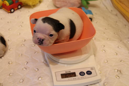 成約済の愛知県のフレンチブルドッグ-63625の20枚目