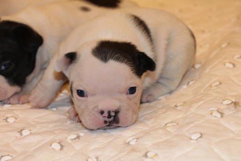 成約済の愛知県のフレンチブルドッグ-63625の19枚目