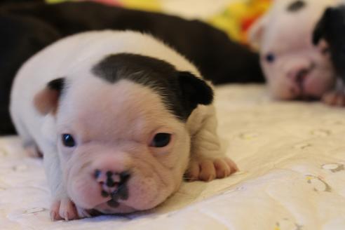 成約済の愛知県のフレンチブルドッグ-63625の18枚目