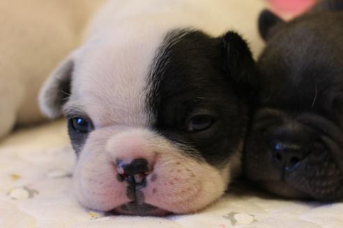 成約済の愛知県のフレンチブルドッグ-63624の7枚目