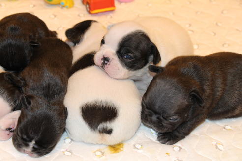 成約済の愛知県のフレンチブルドッグ-63624の6枚目