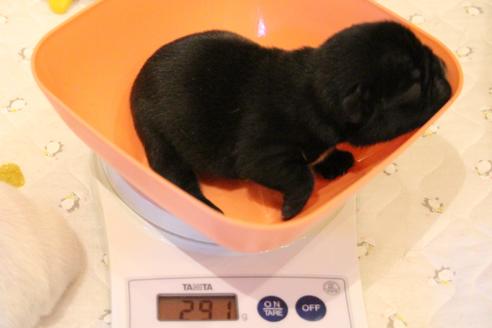 成約済の愛知県のフレンチブルドッグ-64548の27枚目