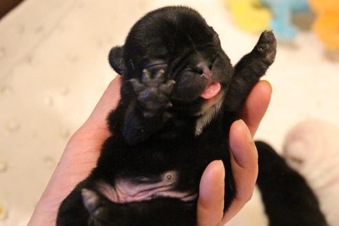 成約済の愛知県のフレンチブルドッグ-64548の26枚目