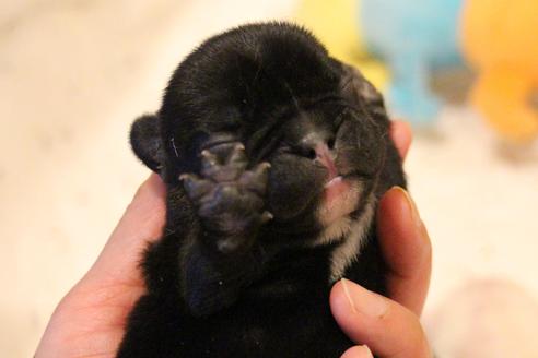 成約済の愛知県のフレンチブルドッグ-64548の25枚目