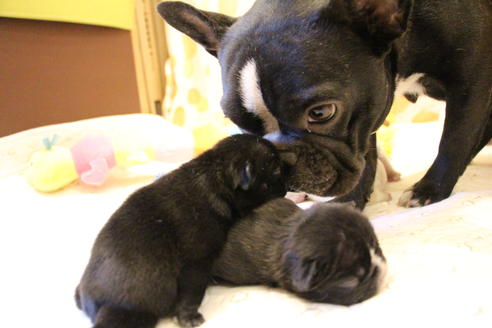 成約済の愛知県のフレンチブルドッグ-64548の24枚目