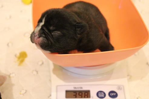 成約済の愛知県のフレンチブルドッグ-64547の32枚目