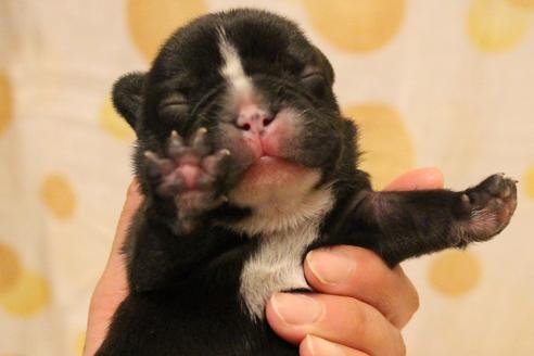 成約済の愛知県のフレンチブルドッグ-64547の31枚目