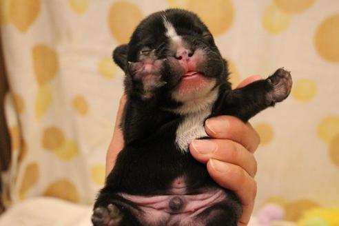 成約済の愛知県のフレンチブルドッグ-64547の30枚目