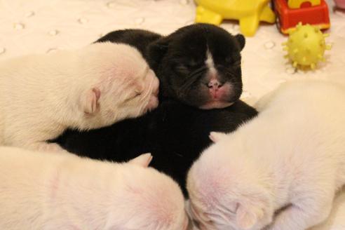 成約済の愛知県のフレンチブルドッグ-64547の29枚目