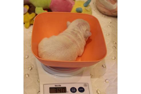 成約済の愛知県のフレンチブルドッグ-64550の25枚目